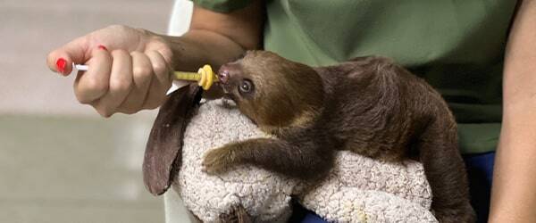 VET-program-card-costa-rica-veterinary-experience-min