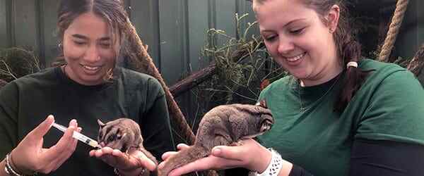 vet-program-card-australian-wildlife-600x250-min