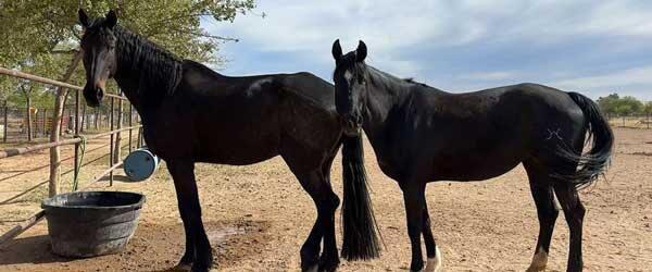 vet-program-card-horses-HS-AZ-600x250-min