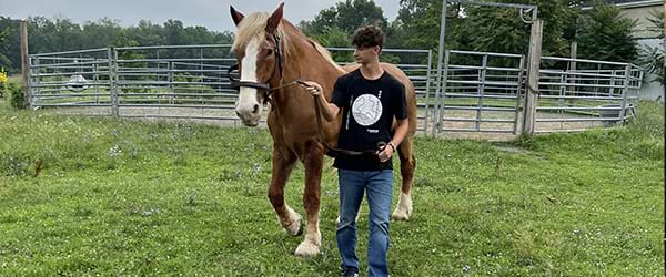 vet-program-card-horses-MS-NY-600x250-min