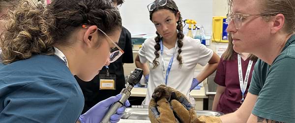 vet-program-card-zoo-MS-MA-600x250-min